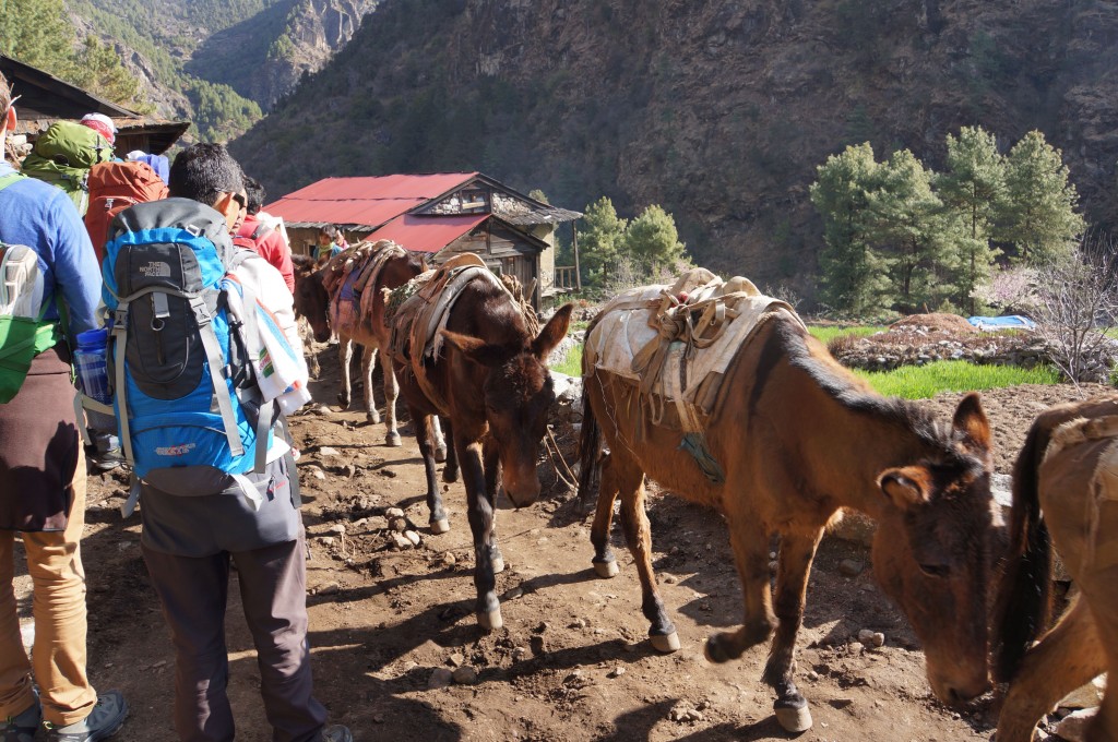 Horses are used often to haul loads in the Khumbu.