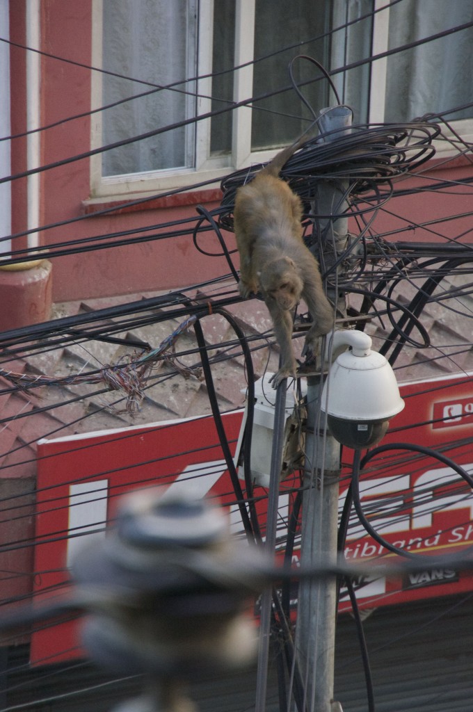 This guy is avoiding a pack of dogs on the street below... seems immune to high voltage.