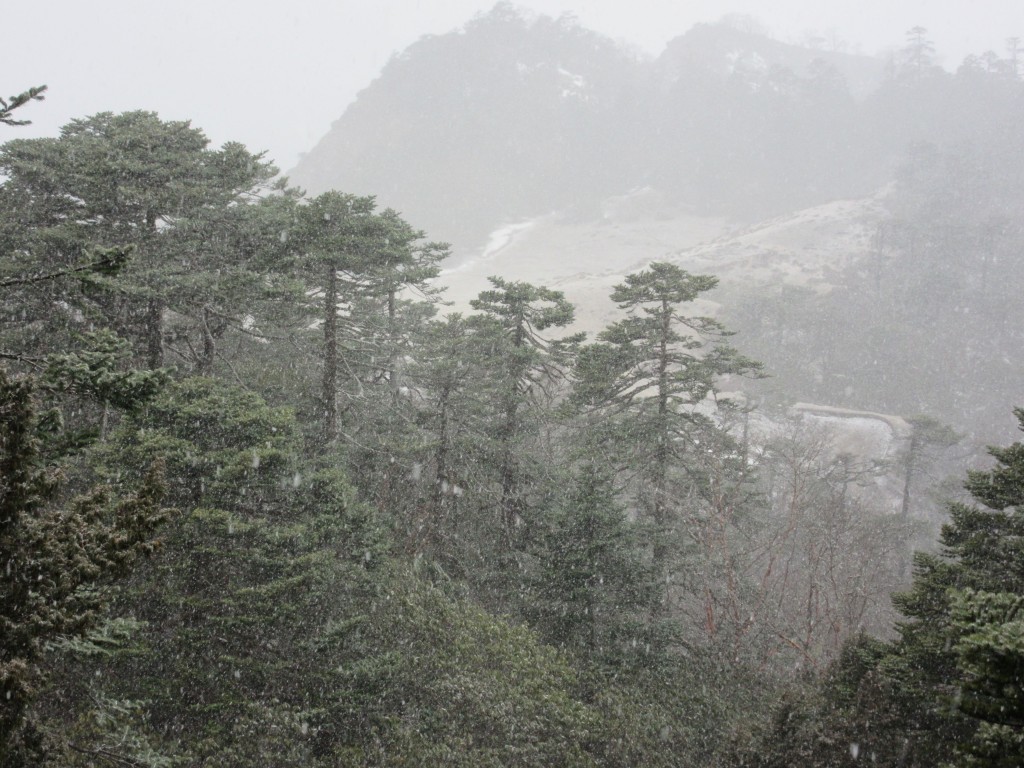 The terrain looks like a Japanese forest to me.  (Photo: Wayne Piett)