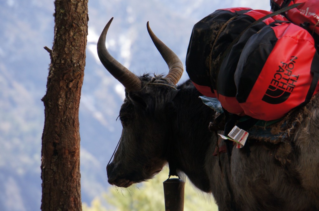 This Yak should get royalties from The North Face.