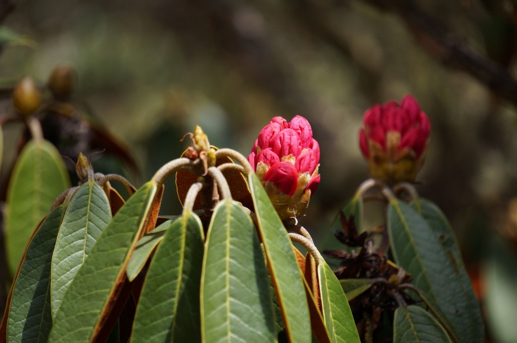 Rhododendrons in bud. (Photo: Justin Merle)