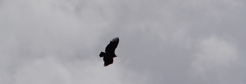 A huge raptor soars over the National Park Museum.