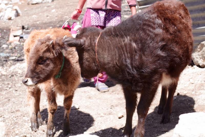Animals are raised in and around the town of Namche. (Photo: Kim Hess)