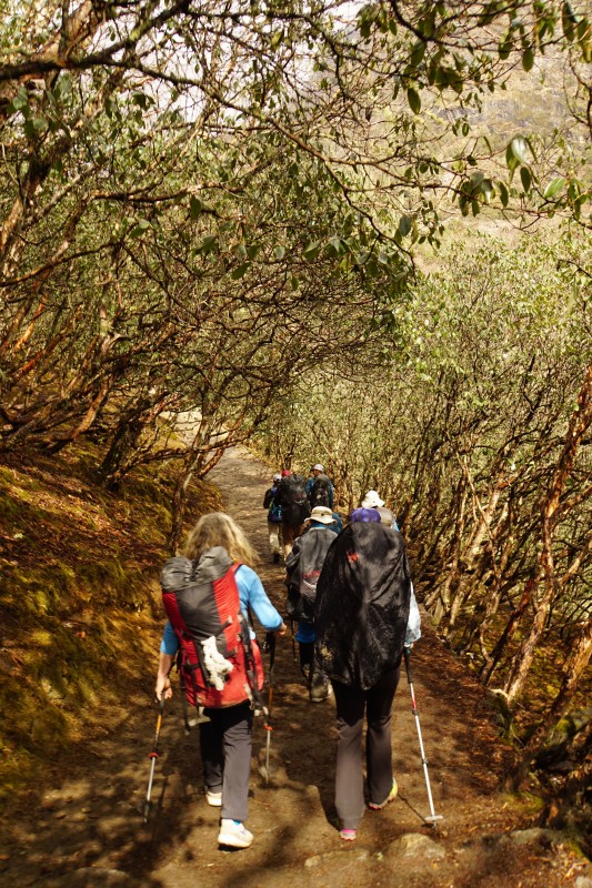 The trail winds gradually downwards through rhododendron forests.