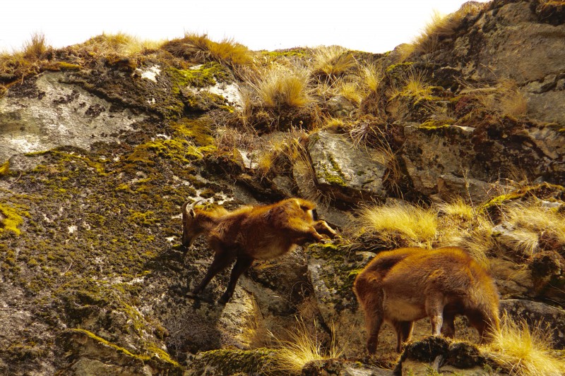 This Tahr stems out like a pro to eat moss... exposure over 50 feet. Nice.