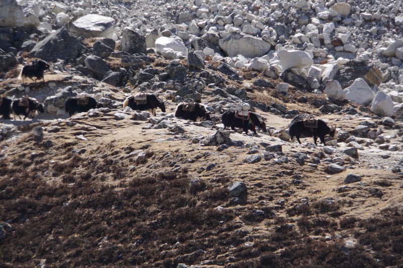 Yaks make progress towards Thokla.  Last year, the same shot framed the yaks in snow.
