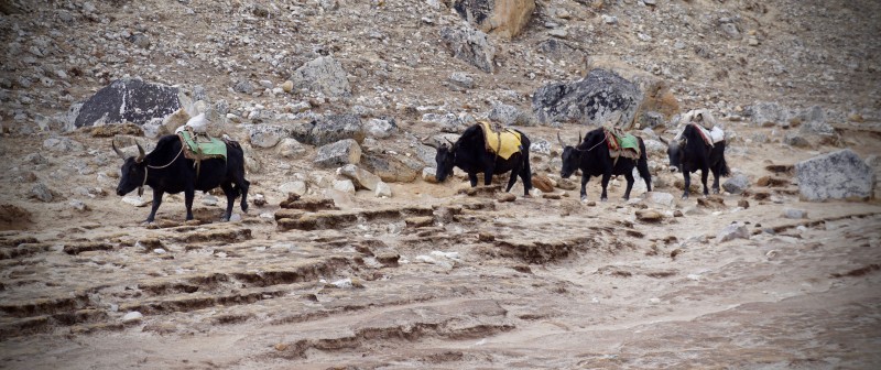 Yaks on the move down the Khumbu.