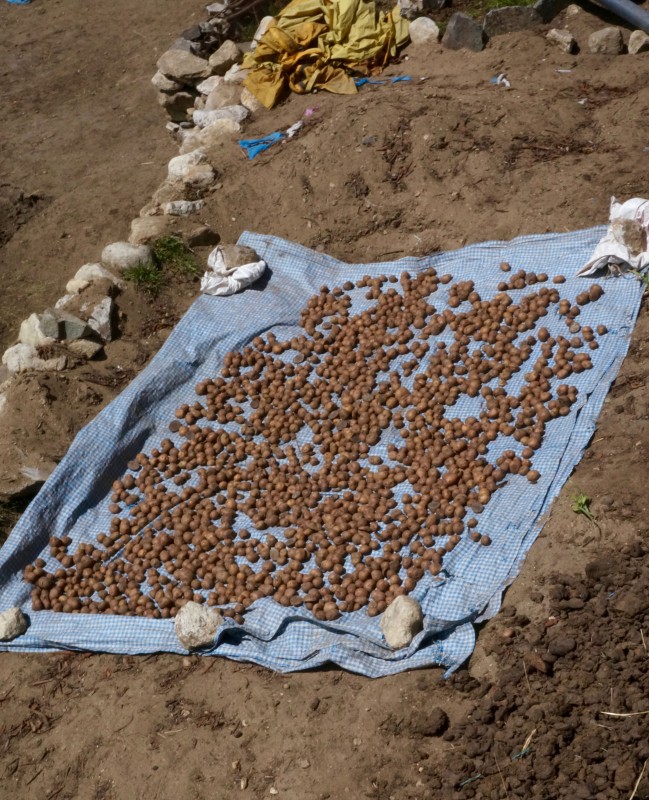 Potatoes drying in the sun. (Photo: Justin Merle)